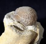 Cyclothyris globosa (ARNAUD 1872) - Bild © FossNet FossilienStore